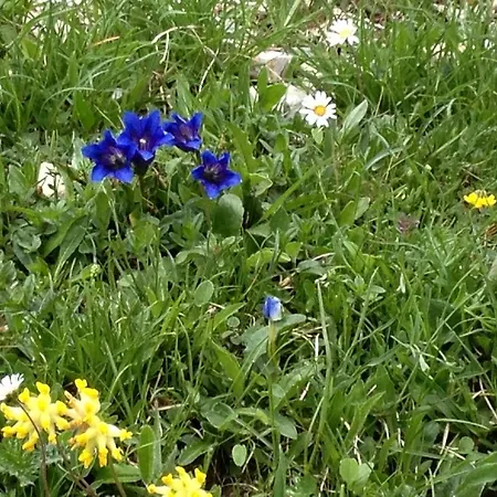 Hotel Alte Schmiede - Kleine Wagrain